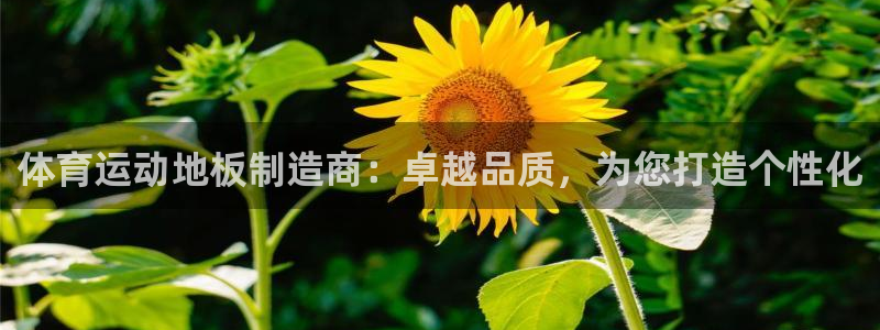 3377体育官网下载招商电话是多少啊：体育运动地板制