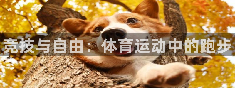 3377体育官网下载平台注册流程图：竞技与自由：体育运动中的