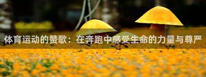  3377体育能爆吗：体育运动的赞歌：在奔跑中感受生命的力量与